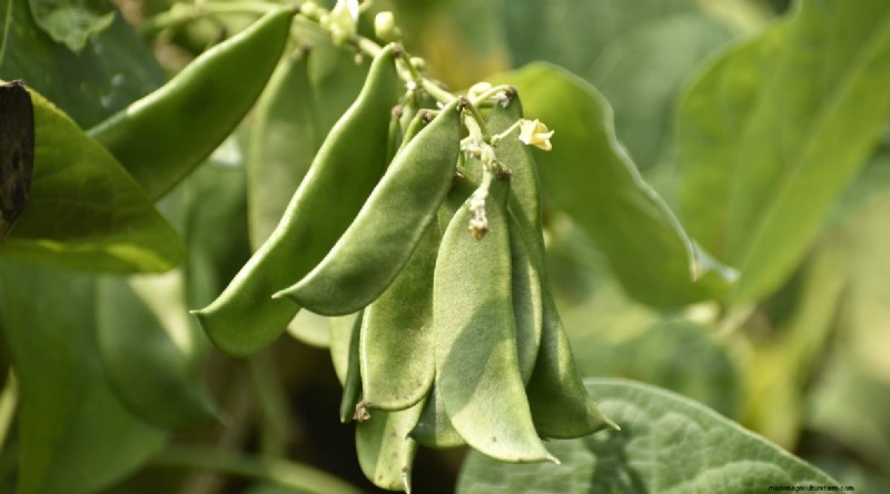 Growing Beans: A Comprehensive Guide to 44 Varieties
