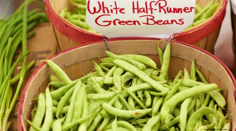 Growing Beans: A Comprehensive Guide to 44 Varieties