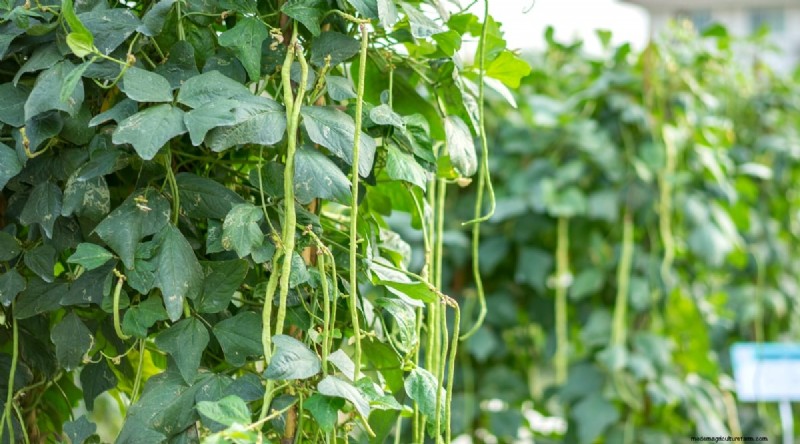 Growing Beans: A Comprehensive Guide to 44 Varieties