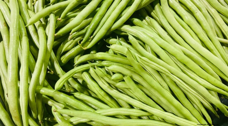 Growing Beans: A Comprehensive Guide to 44 Varieties