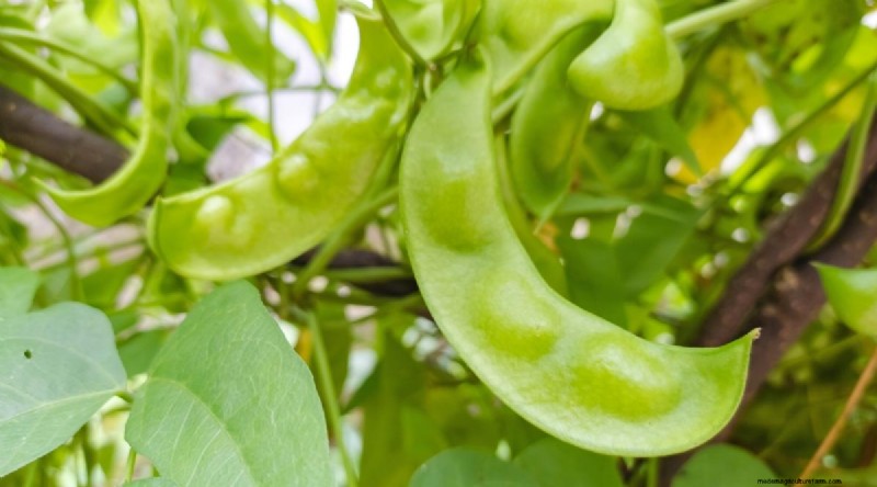 Growing Beans: A Comprehensive Guide to 44 Varieties