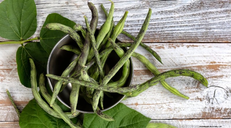 Growing Beans: A Comprehensive Guide to 44 Varieties