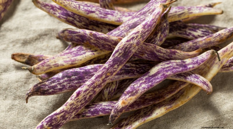 Growing Beans: A Comprehensive Guide to 44 Varieties