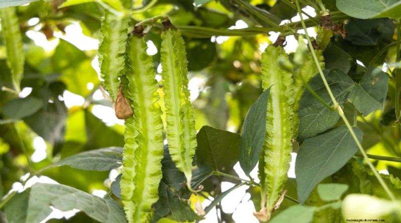 Growing Beans: A Comprehensive Guide to 44 Varieties