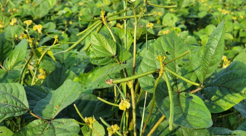 Growing Beans: A Comprehensive Guide to 44 Varieties