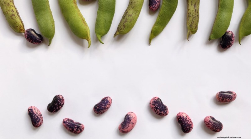 Growing Beans: A Comprehensive Guide to 44 Varieties
