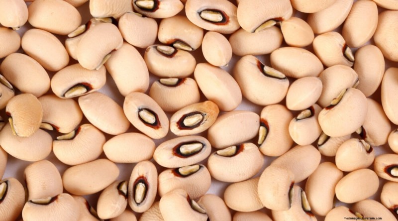 Growing Beans: A Comprehensive Guide to 44 Varieties