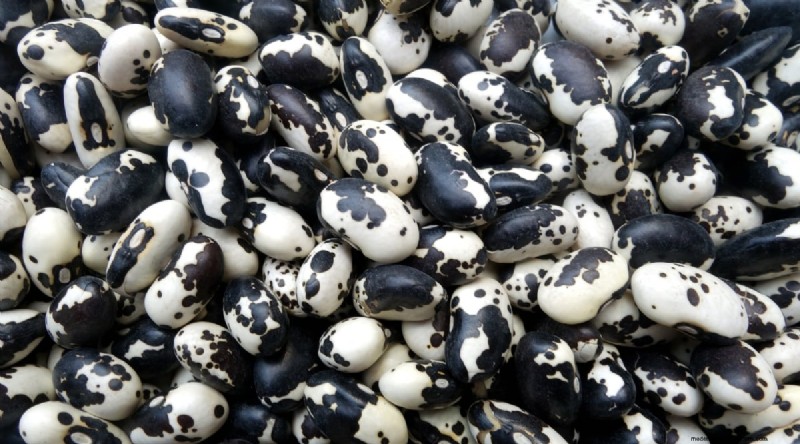 Growing Beans: A Comprehensive Guide to 44 Varieties
