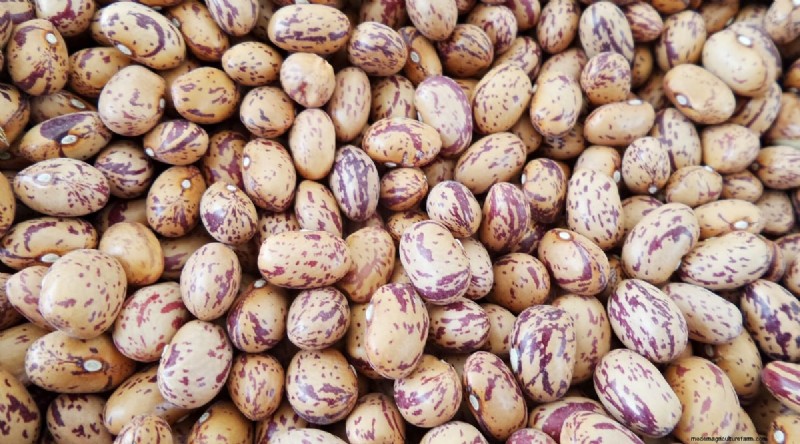 Growing Beans: A Comprehensive Guide to 44 Varieties