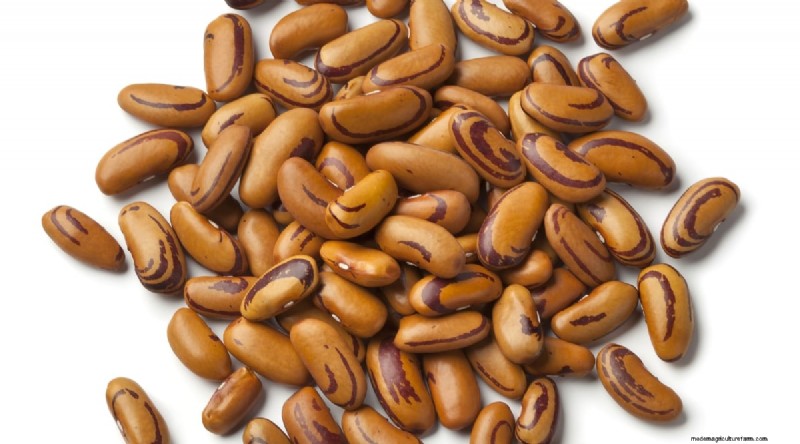 Growing Beans: A Comprehensive Guide to 44 Varieties