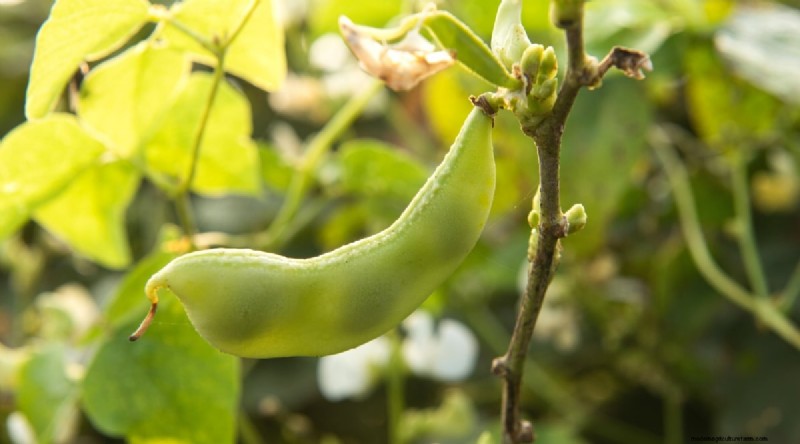 Growing Beans: A Comprehensive Guide to 44 Varieties