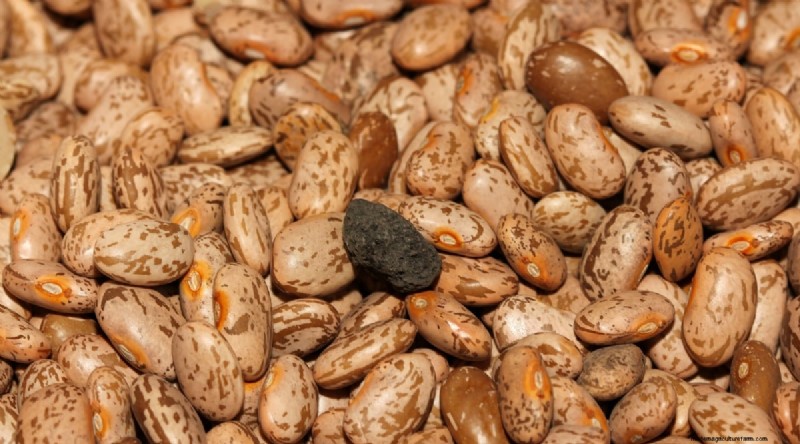 Growing Beans: A Comprehensive Guide to 44 Varieties