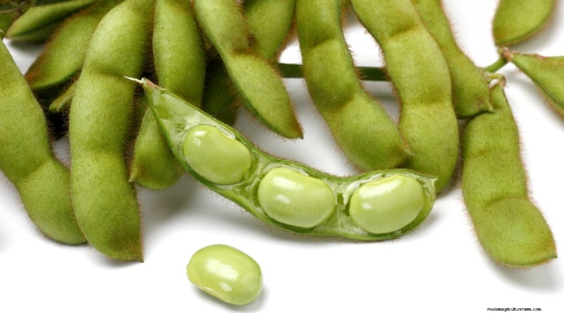 Growing Beans: A Comprehensive Guide to 44 Varieties