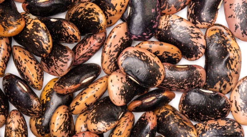 Growing Beans: A Comprehensive Guide to 44 Varieties