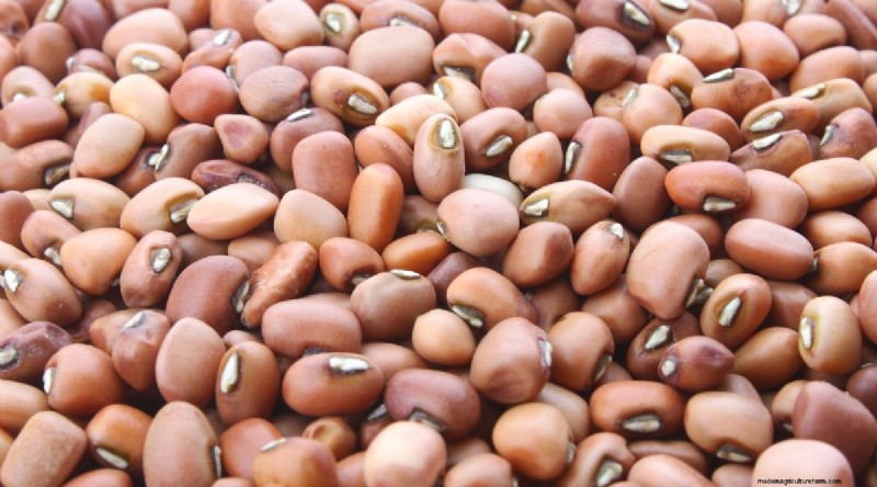 Growing Beans: A Comprehensive Guide to 44 Varieties