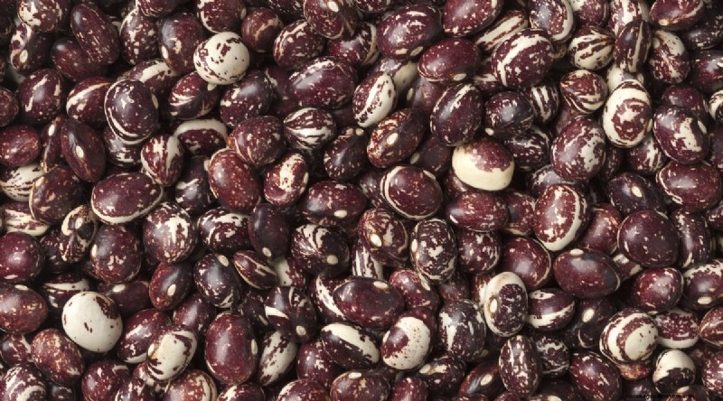 Growing Beans: A Comprehensive Guide to 44 Varieties