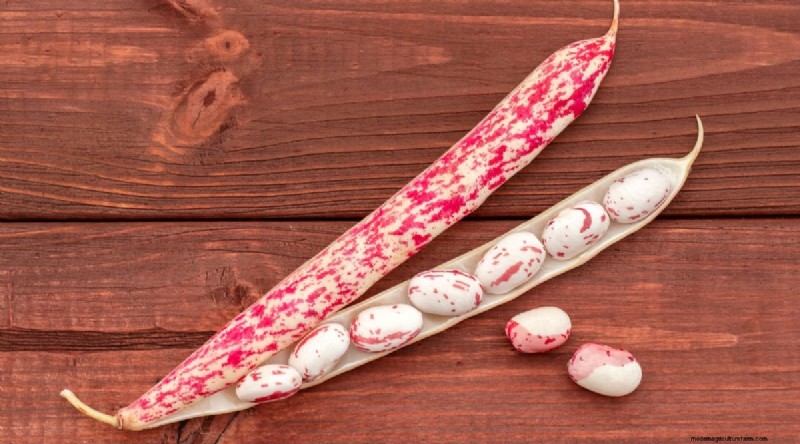 Growing Beans: A Comprehensive Guide to 44 Varieties