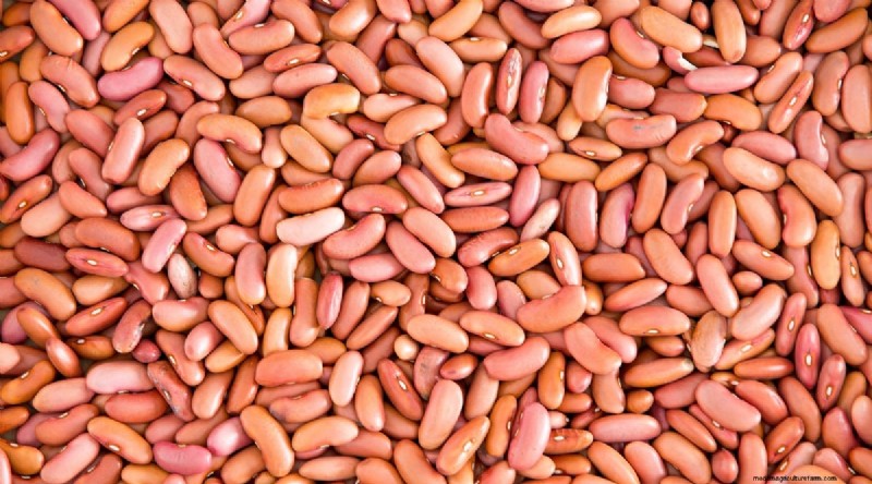 Growing Beans: A Comprehensive Guide to 44 Varieties