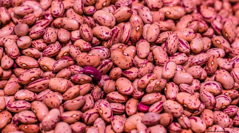 Growing Beans: A Comprehensive Guide to 44 Varieties