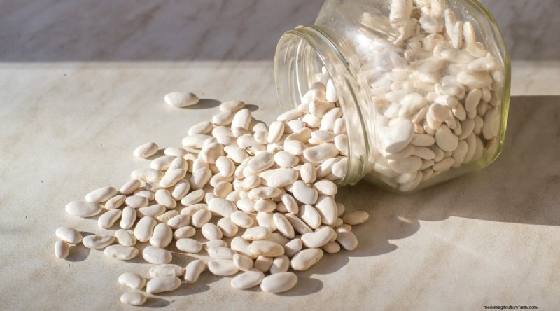 Growing Beans: A Comprehensive Guide to 44 Varieties