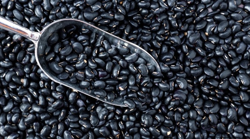 Growing Beans: A Comprehensive Guide to 44 Varieties
