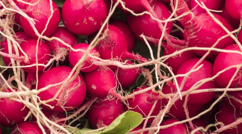 Grow Radishes: 40 Varieties for Every Gardener