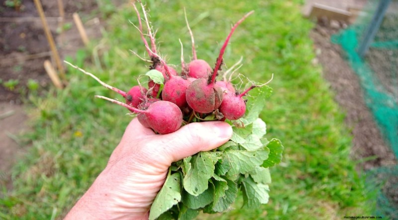 Grow Radishes: 40 Varieties for Every Gardener