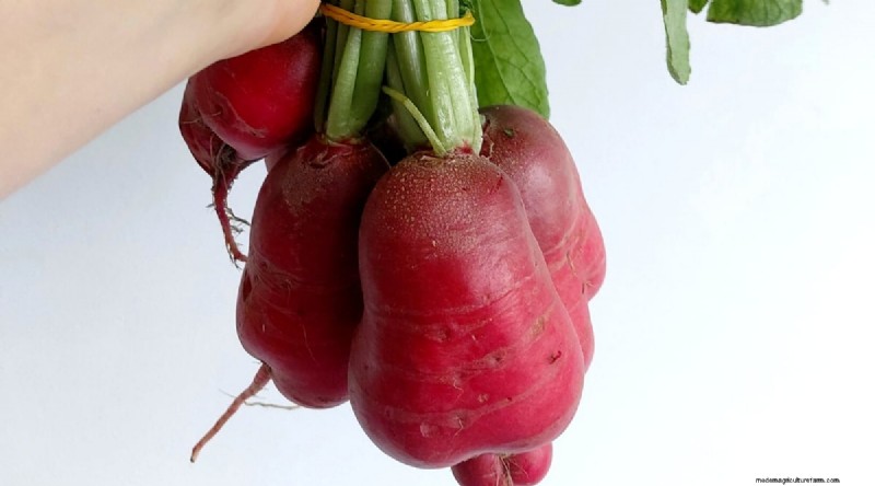Grow Radishes: 40 Varieties for Every Gardener