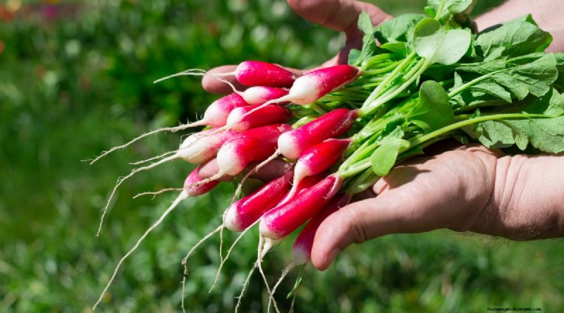 Grow Radishes: 40 Varieties for Every Gardener