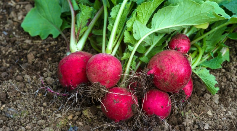 Grow Radishes: 40 Varieties for Every Gardener