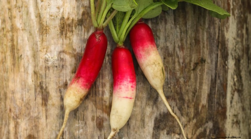 Grow Radishes: 40 Varieties for Every Gardener