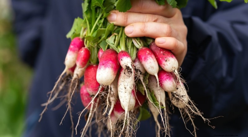 Grow Radishes: 40 Varieties for Every Gardener