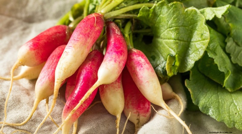 Grow Radishes: 40 Varieties for Every Gardener