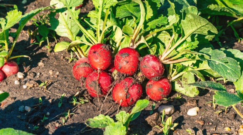 Grow Radishes: 40 Varieties for Every Gardener