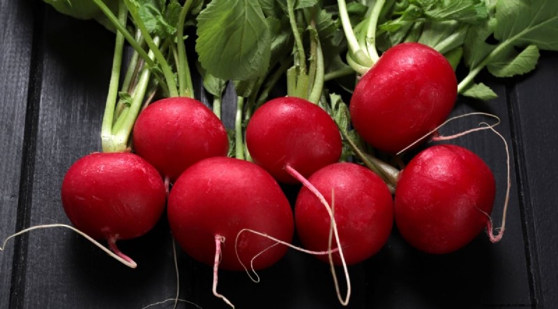 Grow Radishes: 40 Varieties for Every Gardener