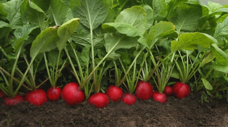 Grow Radishes: 40 Varieties for Every Gardener
