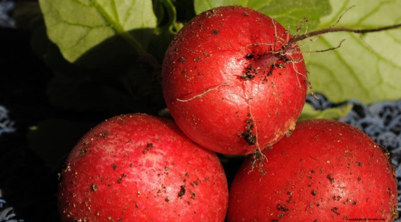 Grow Radishes: 40 Varieties for Every Gardener