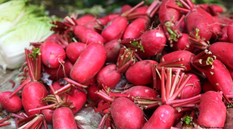 Grow Radishes: 40 Varieties for Every Gardener