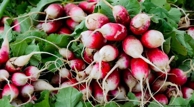 Grow Radishes: 40 Varieties for Every Gardener