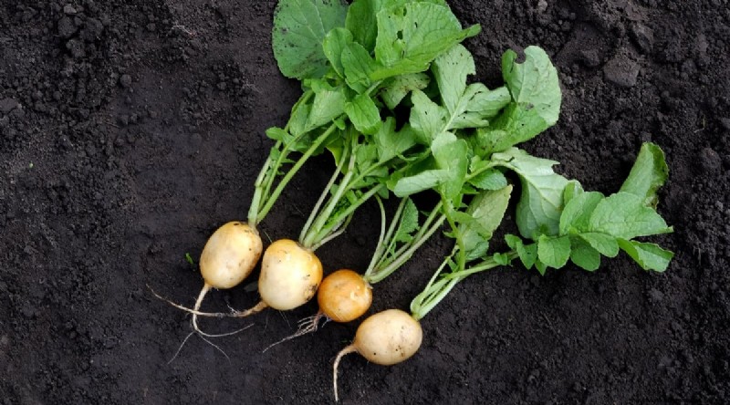 Grow Radishes: 40 Varieties for Every Gardener