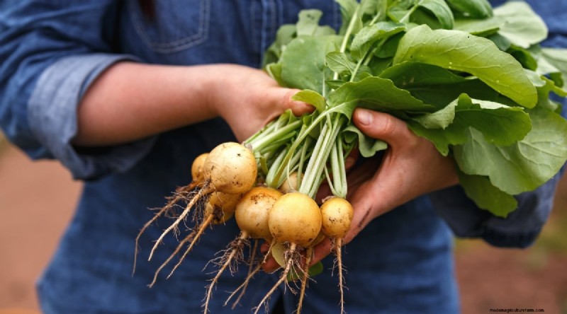 Grow Radishes: 40 Varieties for Every Gardener