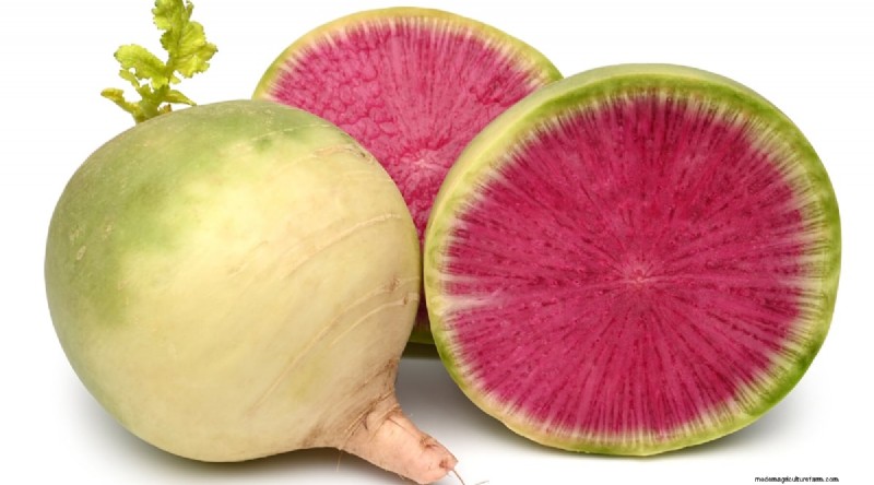 Grow Radishes: 40 Varieties for Every Gardener