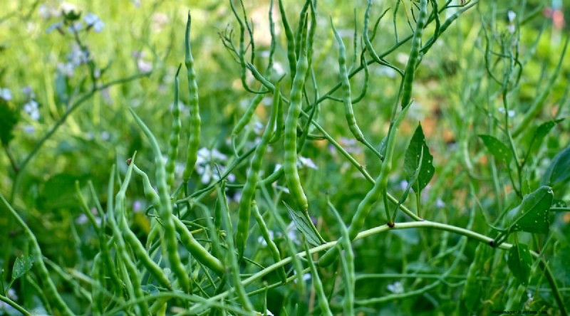 Grow Radishes: 40 Varieties for Every Gardener