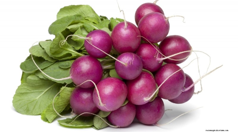 Grow Radishes: 40 Varieties for Every Gardener