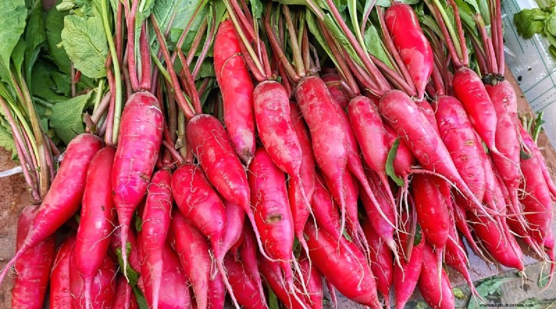 Grow Radishes: 40 Varieties for Every Gardener