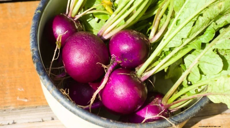 Grow Radishes: 40 Varieties for Every Gardener