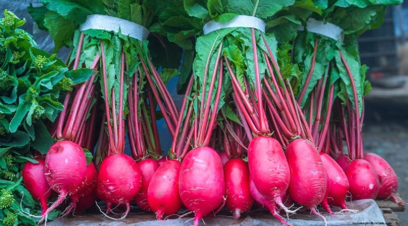 Grow Radishes: 40 Varieties for Every Gardener