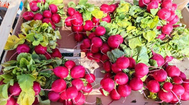 Grow Radishes: 40 Varieties for Every Gardener