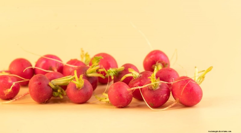 Grow Radishes: 40 Varieties for Every Gardener