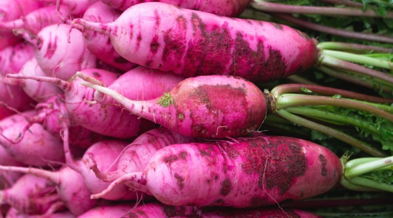 Grow Radishes: 40 Varieties for Every Gardener